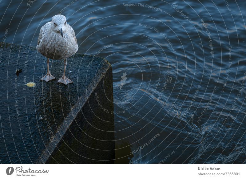 Lonely seagull on the Thames Seagull Themse standing Animal Bird segregated Space for text Deserted Exterior shot River