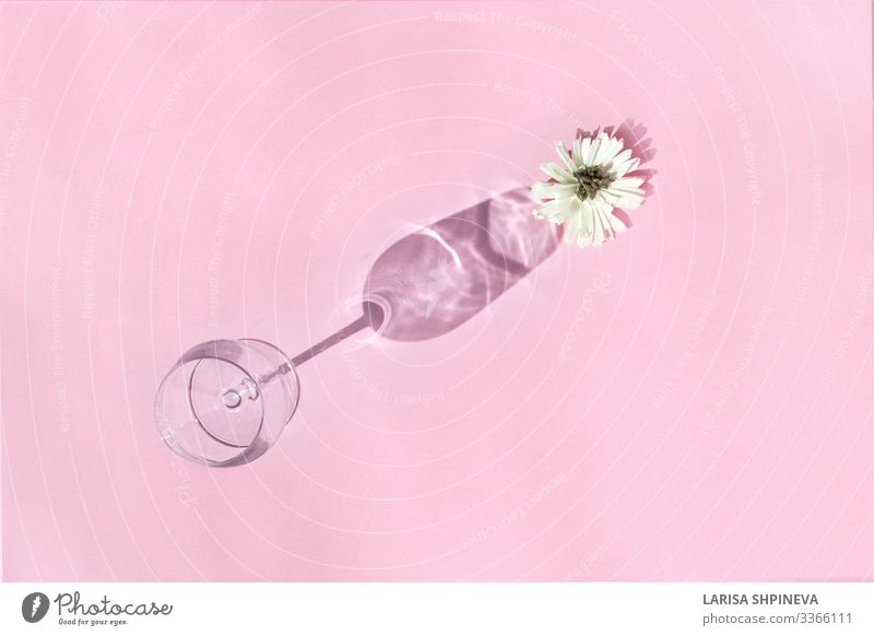 Empty wine glass with flower on shadow on pink background Beverage Alcoholic drinks Luxury Design Beautiful Life Decoration Feasts & Celebrations Art Autumn