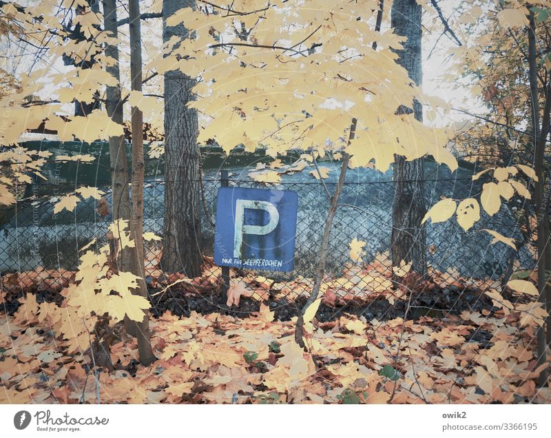 Exotic parking lot Environment Nature Plant Autumn Beautiful weather Tree Leaf Parking lot Wire netting fence Metal Sign Characters Signs and labeling Signage