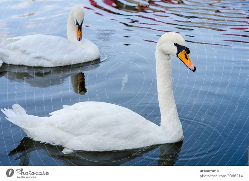 Two swans floating on the water, park animal curiosity cute footpath grass green hedgehog nature prickly small smelling snout spiny straw summer wild wildlife