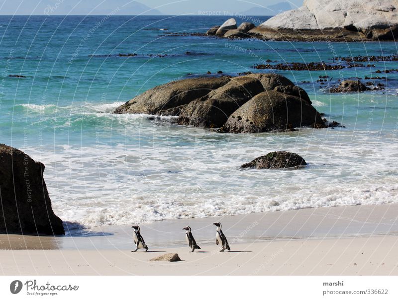 Family trip to the beach Nature Landscape Plant Animal Sun Summer Autumn Weather Beautiful weather Waves Coast Beach Ocean 3 Group of animals Going Penguin