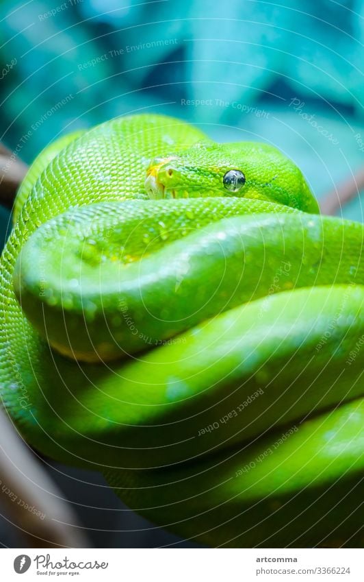 Green tree python on a branch, terrarium animal calm emerald exotic eye fauna forest green head nature reaching reptile scale snake tropic tropical wildlife