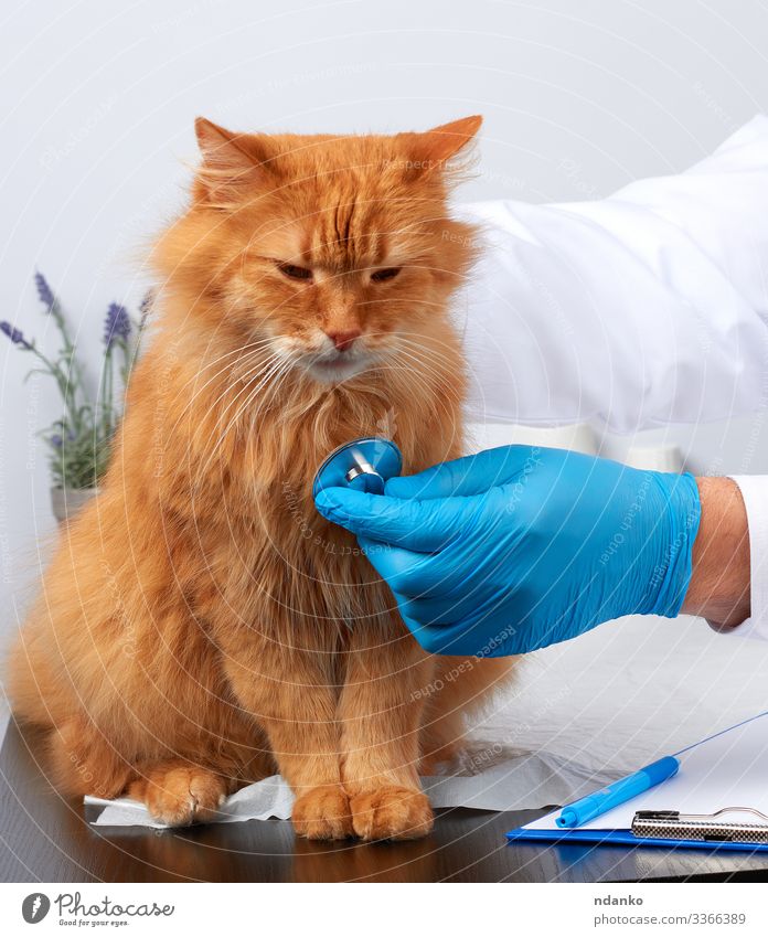 adult fluffy red cat Health care Medical treatment Illness Medication Table Examinations and Tests Doctor Hospital Human being Man Adults Hand Animal Gloves Pet