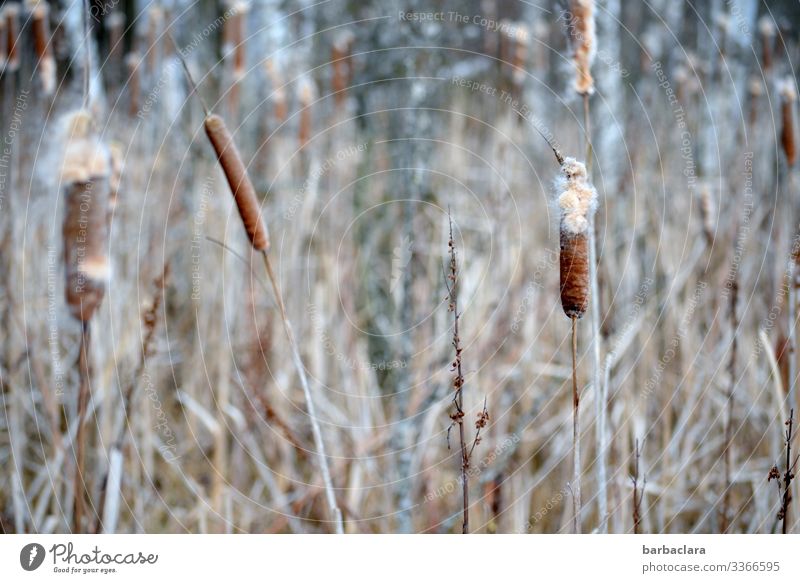 Reed mace in the bog Landscape Plant Winter Grass Typhaceae Bog Stand Growth Bright Climate Nature Environment Colour photo Subdued colour Exterior shot Detail