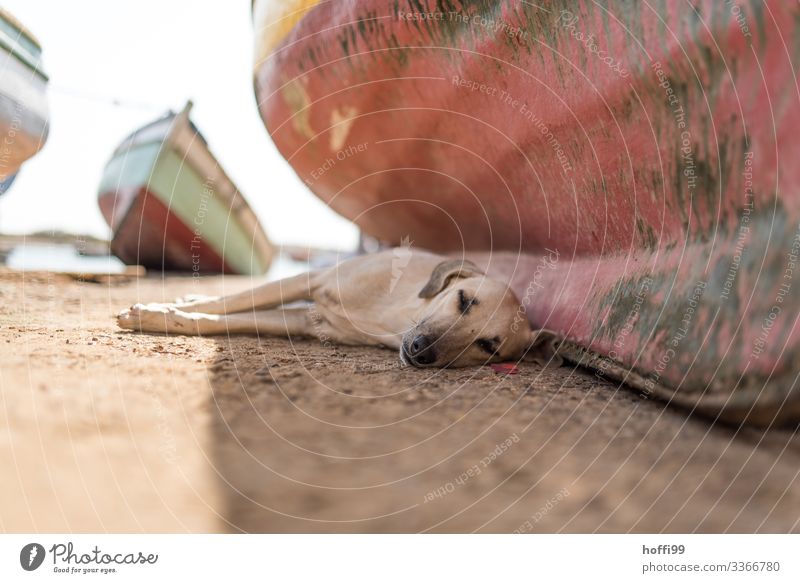 Break - after lunch... Beautiful weather Coast Ocean Atlantic Ocean Fishing village Places Harbour Fishing boat Dog 1 Animal Lie Sleep Wait Authentic Hot Bright