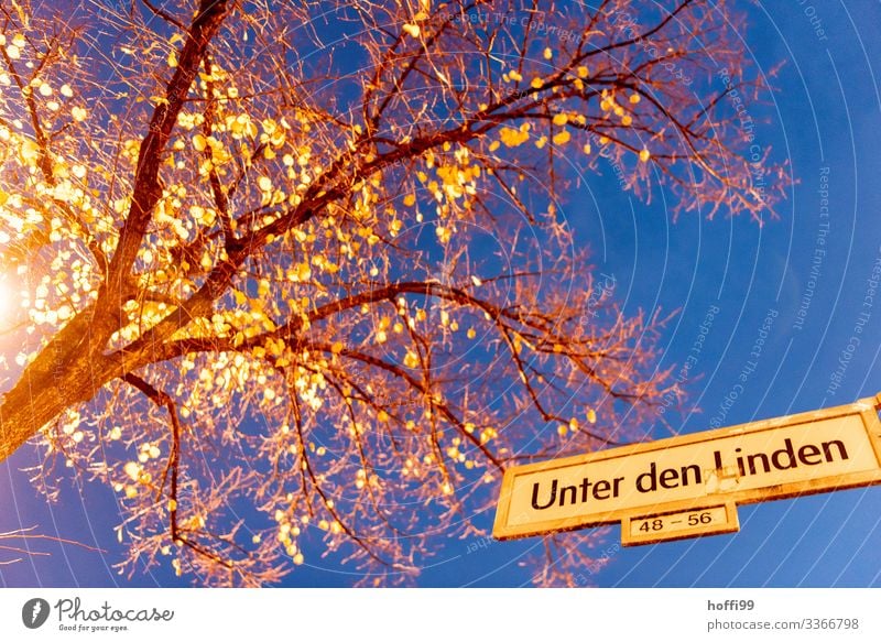 under the lime trees Nature Cloudless sky Night sky Tree Capital city Places Street Lanes & trails Street lighting Signs and labeling Esthetic Authentic