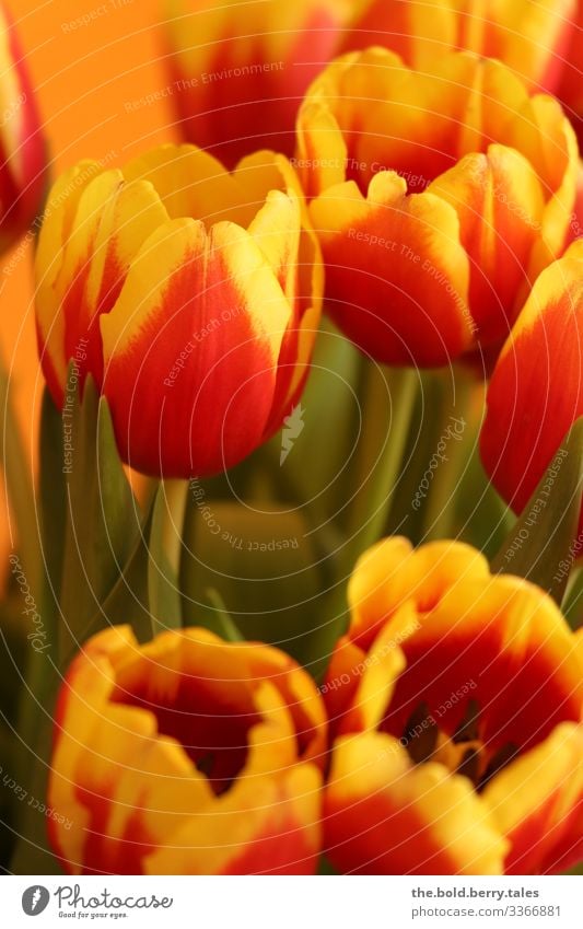 Tulips yellow-red Plant Flower Blossom Friendliness Happiness Fresh Bright Beautiful Natural Positive Yellow Green Red Joy Joie de vivre (Vitality) Spring fever
