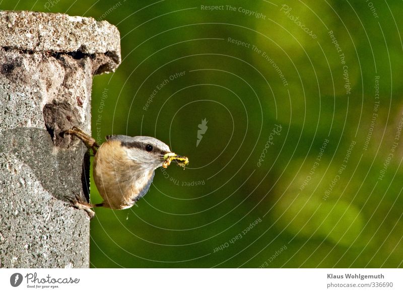 Nuthatch with food in beak at nest box Environment Nature Animal Spring Forest Bird Animal face Grand piano Claw Eurasian nuthatch 1 Observe To feed Feeding