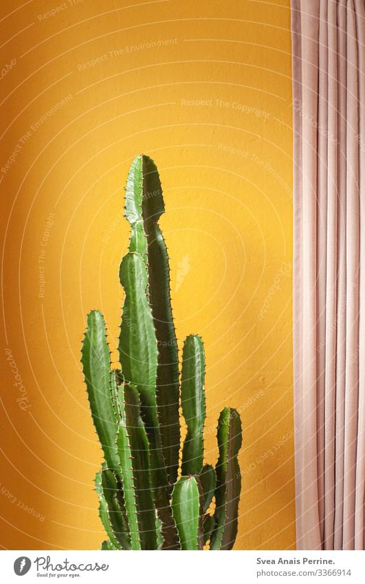 Wall colour collection - Yellow Style Design Plant Cactus Exotic Architecture Wall (barrier) Wall (building) Curtain Exceptional Hip & trendy Gold Pink Colour