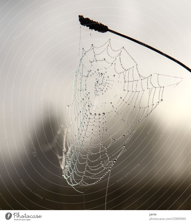 cross-linked Nature Fog Plant Grass Meadow Forest Fresh Wet Natural Drop Net Spider's web Subdued colour Exterior shot Close-up Detail Deserted Copy Space top