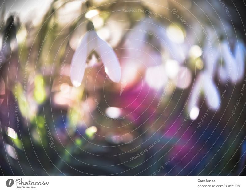Photochallenge | snowdrops and rubber bands blurred White Green Environment Nature Plant Sky Wild plant Blossom Leaf Flower Spring Snowdrop Garden Park Meadow