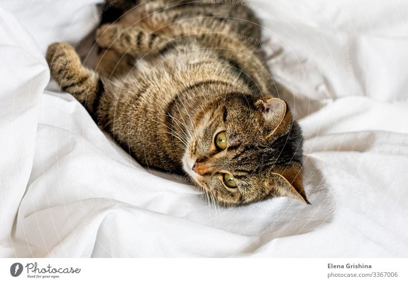 Tabby cat lies on a white bed sheet. Selective focus. Lifestyle Relaxation Calm House (Residential Structure) Animal Cloth Pet Cat Animal face Paw Sleep Funny