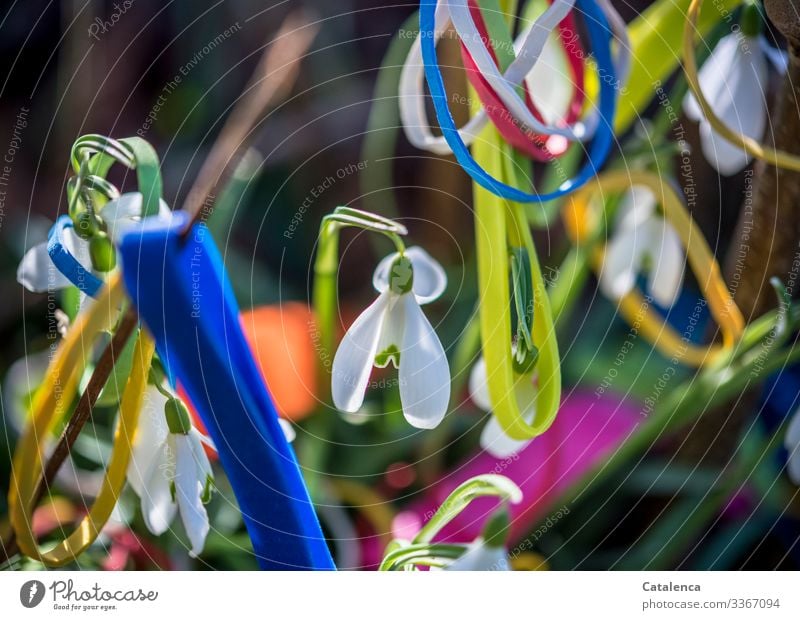 Photochallenge | snowdrops and colorful rubber bands Central perspective Shallow depth of field Day Copy Space bottom Deserted Macro (Extreme close-up) Close-up