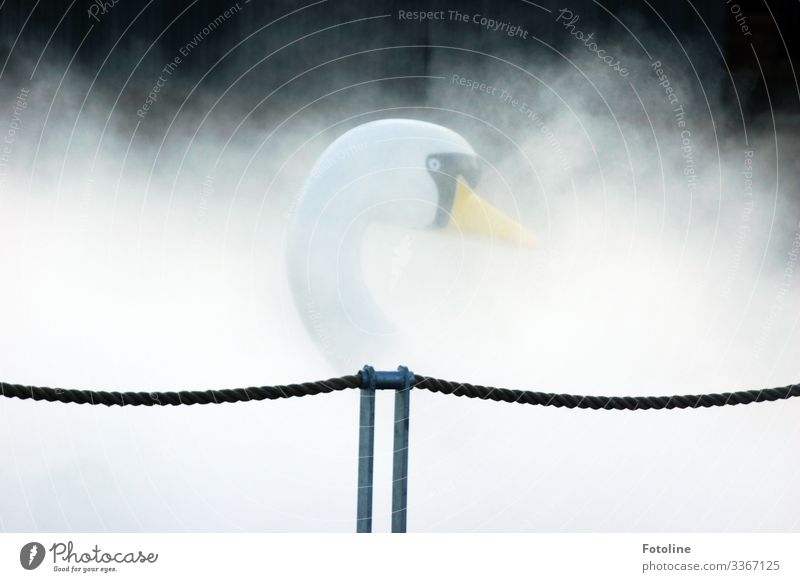 Hidden in the fog Nature Fog Bright Near Wet Natural Yellow Black White Pedalo Swan Rope Colour photo Subdued colour Multicoloured Exterior shot Close-up Detail