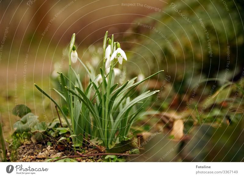 Herald of Spring Environment Nature Plant Elements Earth Sand Flower Blossom Garden Park Bright Small Near Natural Brown Green White Snowdrop