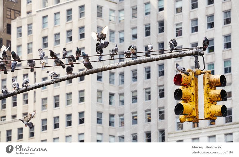 Traffic light post with pigeons in New York City. Animal High-rise Building Wall (barrier) Wall (building) Street Wild animal Bird Pigeon Group of animals Flock