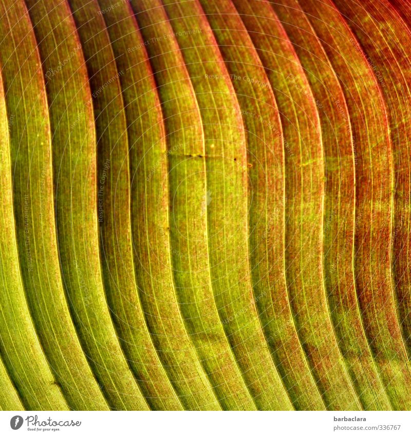 Soft waves Plant Leaf Agricultural crop Banana Line Stripe Undulation Parallel Exotic Fresh Healthy Many Warmth Green Red Esthetic Colour Nature Senses Growth