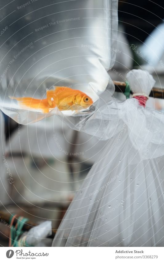 Goldfish in plastic bag in market stall aquarium catch purchase buy pet sell marketplace animal gold ecology package goldfish small transparent carp water bowl