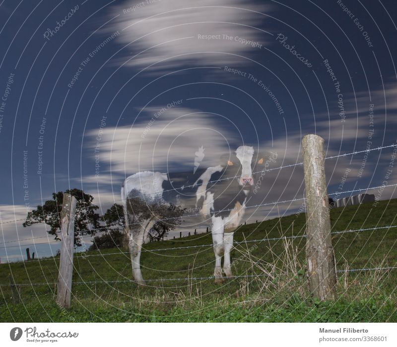 ghost cow in the night Nature Animal Night sky Stars Moon Tree Meadow Farm animal Cow 1 Wood Think Looking Stand Funny Curiosity Blue Green Black White