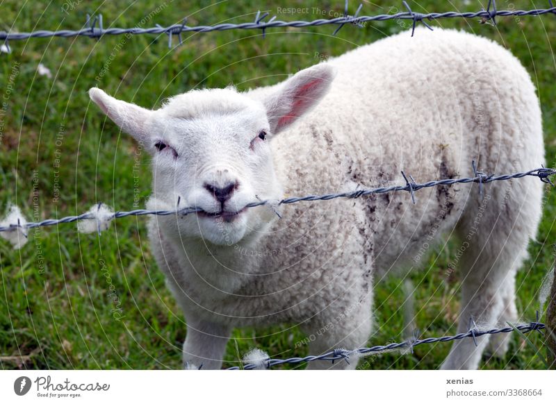 Sheep nibbling on barbed wire fence and standing on green meadow Barbed wire fence Grass Meadow Animal Farm animal 1 Baby animal Looking Thorny Soft Green White