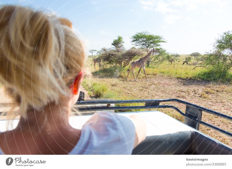 Woman on african wildlife safari observing giraffe Joy Beautiful Leisure and hobbies Vacation & Travel Tourism Trip Adventure Safari Adults Nature Landscape