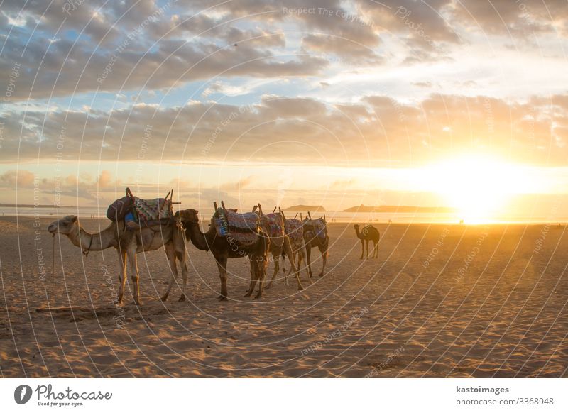 Camel caravan on the beach of Essaouira, Morocco. camel sand sandy beach Adventure Desert Sand Vacation & Travel Tourism Dromedary Africa Animal Summer sunset