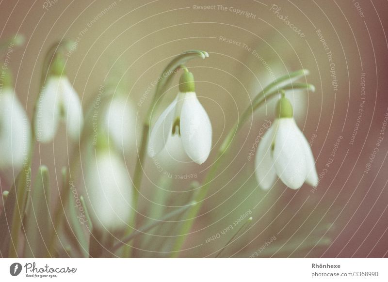 snowdrops Nature Plant Spring Flower Green White Bud Beautiful herald of spring Love of nature Colour photo Deserted Copy Space top Day Shallow depth of field