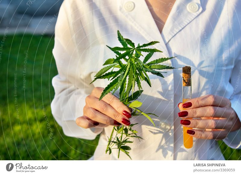doctor holding branch cannabis, test tube Herbs and spices Medication Relaxation Science & Research Laboratory Examinations and Tests Doctor Hand Nature Plant