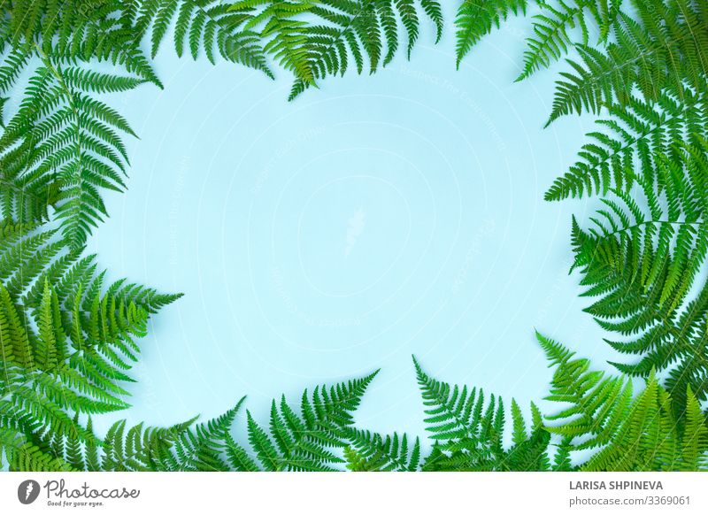 Frame made of green fern leafs, palm Luxury Design Summer Garden Wallpaper Art Nature Plant Elements Autumn Leaf Hip & trendy Modern Natural Blue Green Colour