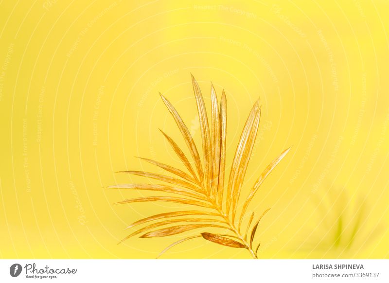 Golden palm leaf on yellow background. Elegant Style Design Exotic Beautiful Summer Decoration Wallpaper Office Nature Plant Tree Flower Leaf Virgin forest
