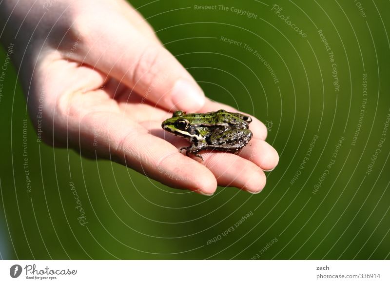 potential prince Hand Fingers Animal Frog Tree frog Sit Disgust Slimy Green Colour photo Exterior shot Deserted Copy Space right Copy Space bottom
