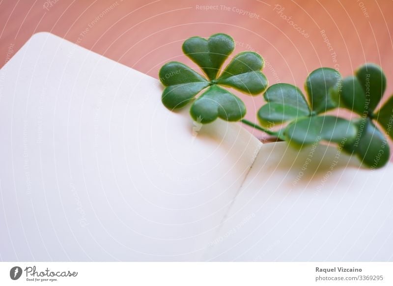Clovers on blank notebook. Nature Plant clovers Paper Write Green White shamrock isolated luck patrick Irishman Ireland four lucky st holiday