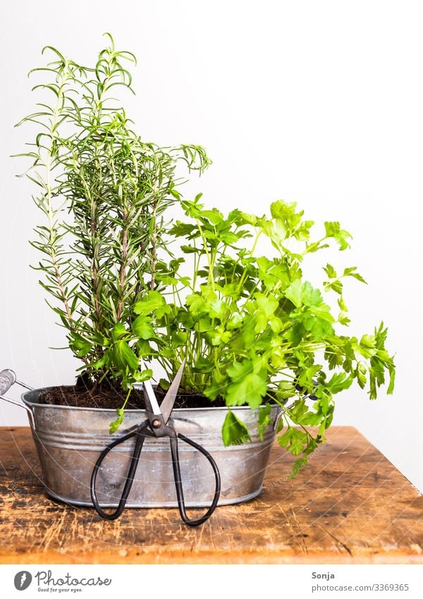 Fresh herbs in a pot Food Herbs and spices Rosemary Parsley Organic produce Scissors Fragrance Healthy Growth Herb garden Harvest Gardening Rustic Wooden table