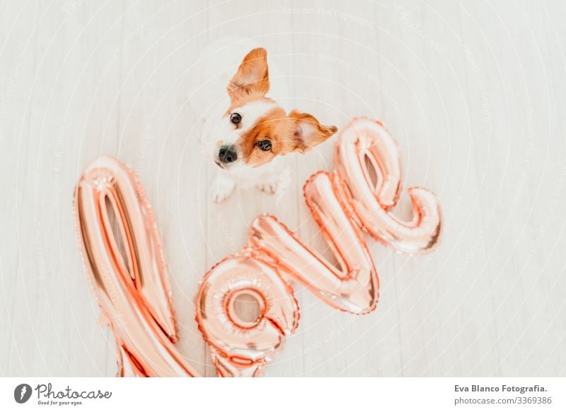 portrait of cute small jack russell dog at home with a LOVE balloon besides. Valentines concept love valentines february 14 snout indoors beautiful white brown