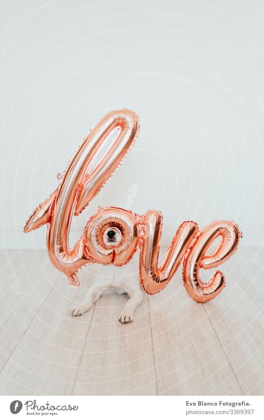 portrait of cute small jack russell dog at home with a LOVE balloon on snout. Valentines concept love valentines february 14 indoors beautiful white brown