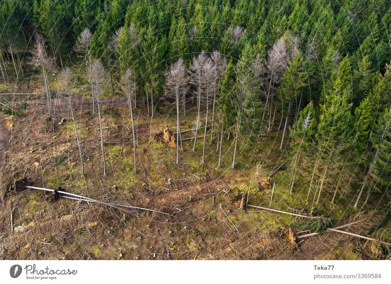 #Coniferous forest with storm damage 2 Winter Environment Nature Landscape Forest Esthetic Storm damage Hurricane Hurricane Cyril Colour photo Exterior shot