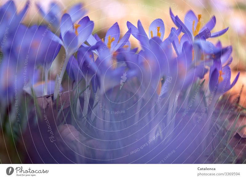 Crocuses bloom, purple they shine Nature Plant Spring Flower Leaf Blossom Wild plant Garden Park Meadow Blossoming Faded Growth pretty Green Violet Orange