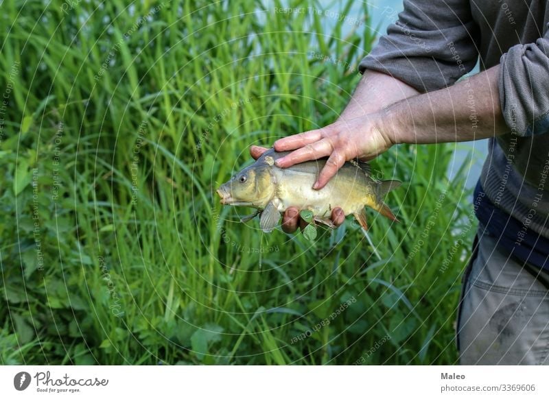 Fischer shows a caught fish Animal Bait Camping Carp Set of teeth Fish Fisherman Fishing (Angle) Fresh Freshwater Grass Hand Leisure and hobbies Checkmark