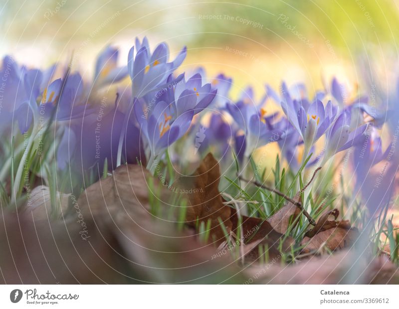 Spring soon, the crocus blooms Nature Plant Beautiful weather Flower Grass Leaf Blossom Crocus foliage Garden Park Meadow Blossoming Faded pretty Brown Gold