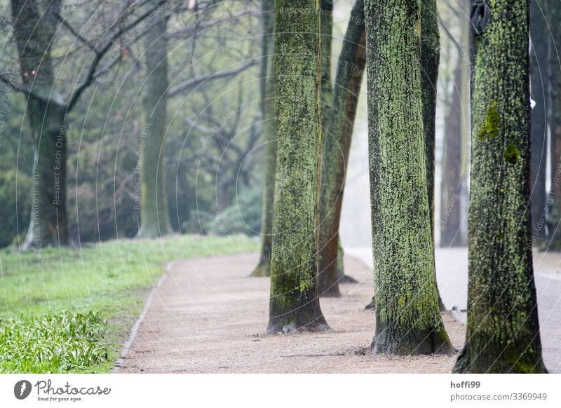 misty park landscape with wet mossy tree trunks and path Nature Landscape Spring Bad weather Fog Rain Tree Grass Park Lanes & trails Esthetic Authentic Fresh