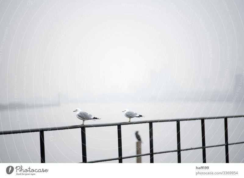 Seagulls in the fog Water Climate Bad weather Fog Harbour Bird Gull birds 2 Animal Handrail Observe Crouch Sit Stand Wait Simple Together Cold Wet Relationship