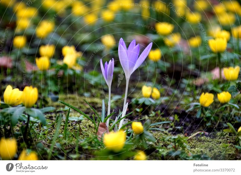 crocuses Environment Nature Landscape Plant Elements Earth Sand Spring Beautiful weather Flower Blossom Garden Park Bright Small Near Natural Yellow Green