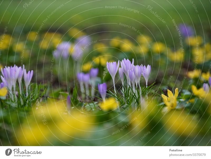 spring meadow Environment Nature Landscape Plant Elements Earth Spring Flower Blossom Garden Park Meadow Near Natural Yellow Green Violet Spring flowering plant