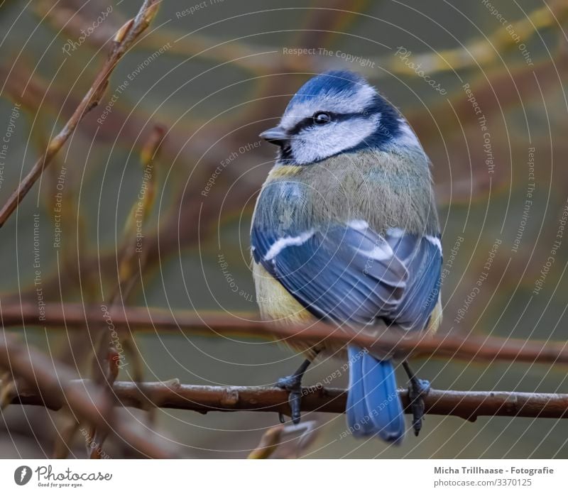 Blue Tit looks around Nature Animal Sunlight Beautiful weather Tree Bushes Twigs and branches Wild animal Bird Animal face Wing Claw Tit mouse Head Eyes Beak