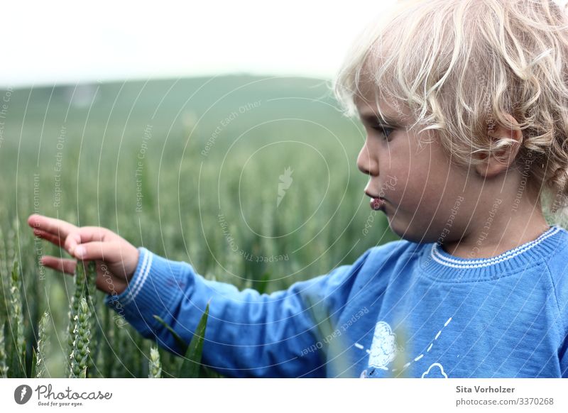 What do ears of corn feel like? Playing Summer Child Toddler Boy (child) Infancy Face Hand 1 Human being 3 - 8 years Nature Wheatfield Field Blonde Curl Touch