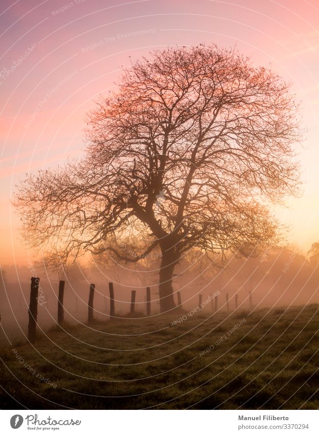 oak in winter at dawn with pink and golden lights Environment Landscape Sunrise Sunset Winter Tree Meadow Field Wood Touch Think Illuminate Dream Exceptional