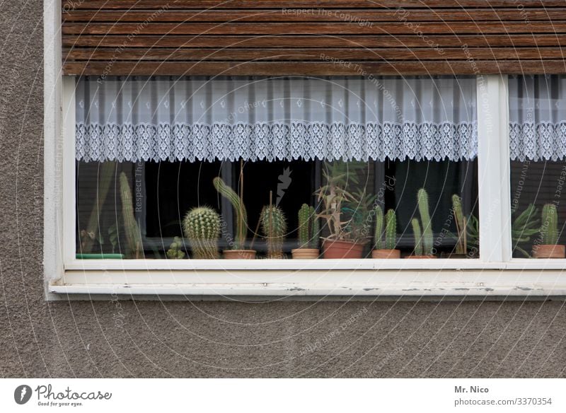 Cacti on the windowsill Cactus cactus plant Plant Window Living or residing Curtain House (Residential Structure) Flat (apartment) Drape Decoration Window board