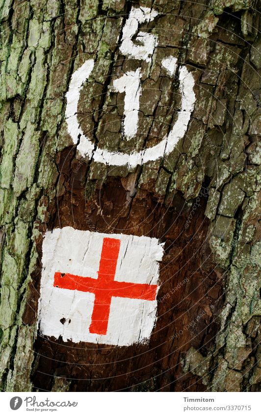 Thoughts come and go... tree Tree trunk bark mark Clue waypoint Crucifix White Red Orientation Nature Forest