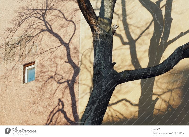 small window Tree Tree trunk Shade of a tree Branch Downtown Berlin Capital city Populated House (Residential Structure) Building Wall (barrier) Wall (building)
