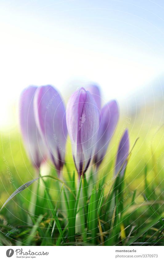 ... oh, and another one Environment Nature Plant Spring Beautiful weather Flower Grass Leaf Foliage plant Wild plant Crocus Fragrance Thin Authentic Small Near